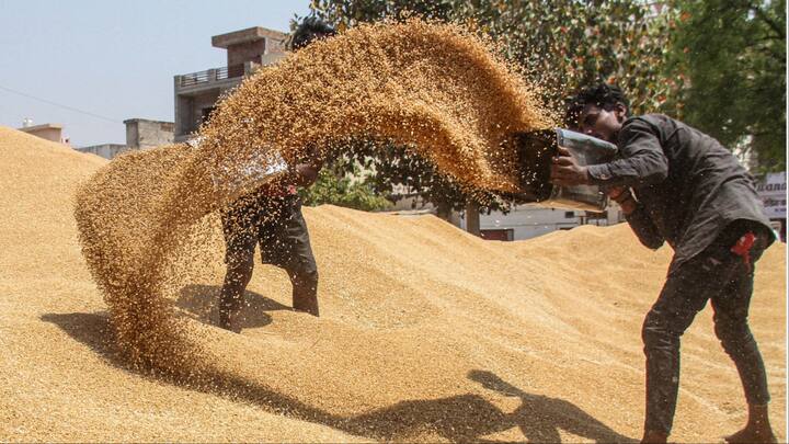 MP Farmers forced to sell wheat in open due to strict rules for wheat procurement ann MP: एमपी में सख्त नियमों की वजह से खुले में अनाज बेचने को मजबूर किसान, खरीद केंद्रों पर छाया सन्नाटा