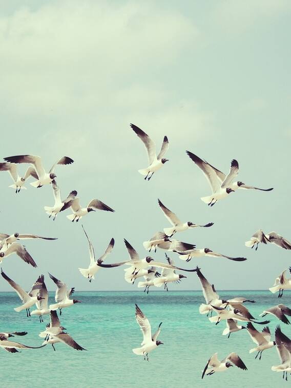 पक्षी V शेप में ही क्यों उड़ते हैं?