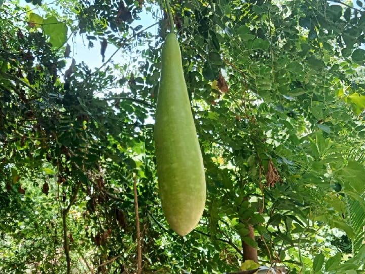 குப்பை கிடங்கில் பயோ டைவர்சிட்டி பார்க்கா?; சாதித்து காட்டிய  தூத்துக்குடி மாநகராட்சி