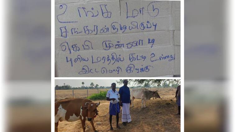 Thoothukudi news interesting that the thief who stole the cows left the cows near Satankulam - TNN அண்ணாச்சி மன்னிச்சிக்கோங்க உங்க மாட்டை திருடியது தப்பு தான் - பயத்தில் திருடன் செய்தது என்ன?
