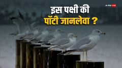 इस पक्षी की पॉटी से जा सकती है इंसान की जान, एक्सपर्ट ने कहा ये है संक्रमण फैलाने वाला पक्षी