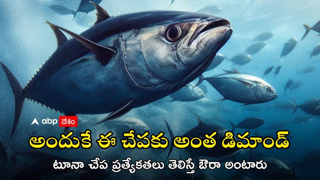 World Tuna Day 2024 Theme History Significance and Unknown Facts World Tuna Day 2024: చేపలకూ ఉంది ఒక దినం, అదే ‘వరల్డ్ టూనా డే’ - ఎందుకు జరుపుతారంటే?