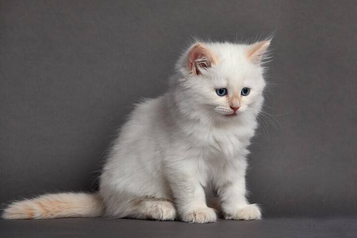 हालांकि भारत के कुछ शहरों में बिल्ली का लाइसेंस लेना जरूरी कर दिया गया है.