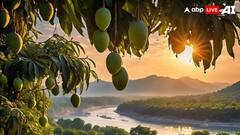 आम के बिजनेस में मुनाफा ही मुनाफा, कुछ ही महीने में लखपति बन सकते हैं किसान