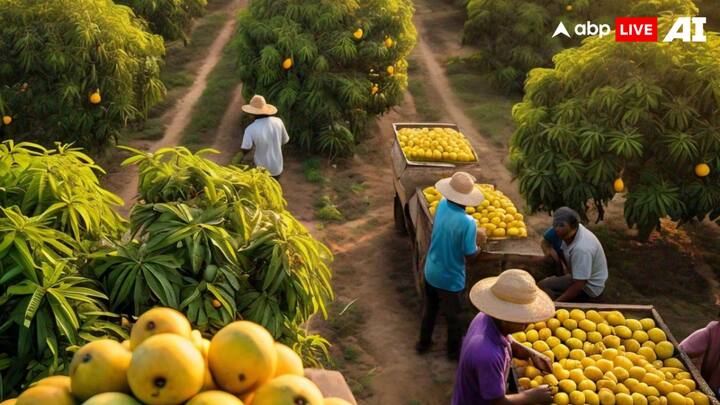 अगर आप आम का बिजनेस करना चाहते हैं तो आपके पास बड़ी जमीन होनी चाहिए. इस जमीन पर आप आम के कई सारे पौधे लगा सकते हैं. आमतौर पर आम के पेड़ 5 से 8 साल के बीच फल देने लगते हैं. हालांकि, कुछ आम के पौधे तीन साल में भी फल देने लगते हैं.