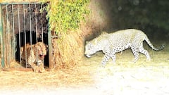 Leopard Trapped in Shamshabad | శంషాబాద్ విమానాశ్రయంలో బోనులో చిక్కిన చిరుత | ABP Desam