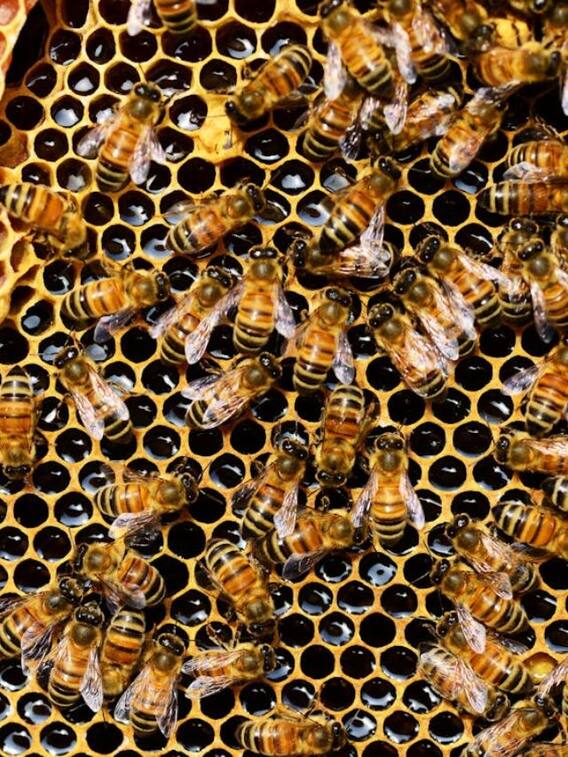 क्या मधुमक्खियां सच में डंक मारने के बाद मर जाती हैं?