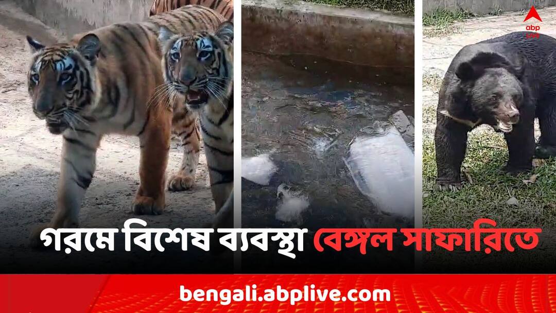 Bengal Safari: বরফ জল-এয়ার কুলার, গরমে পশু-পাখিদের জন্য এলাহি ব্যবস্থা এবার বেঙ্গল সাফারিতে Siliguri News Special Care for Bengal Safari s animal during Summer heat wave Bengal Safari: বরফ জল-এয়ার কুলার, গরমে পশু-পাখিদের জন্য এলাহি ব্যবস্থা এবার বেঙ্গল সাফারিতে