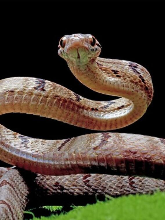 इन पौधों की वजह से घर में आ जाते हैं सांप