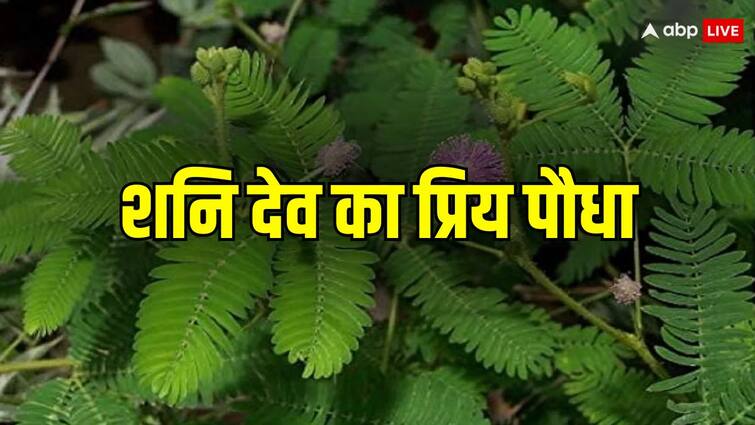 Shami Plant Benefits Directions Plant This To Get Relief From Shani Dosh and Sade Sati Shami Plant: शनिवार को लगाएं ये खास पौधा, शनि देव की होगी कृपा, शनि दोष और साढ़ेसाती से मिलेगी राहत