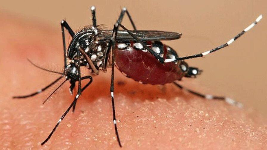 Rainy Season: Use these precautions to prevent dengue and malaria in the rainy season Rainy Season: ਬਾਰਸ਼ ਦੇ ਸੀਜ਼ਨ ਵਿਚ ਡੇਂਗੂ ਤੇ ਮਲੇਰੀਆ ਤੋਂ ਬਚਾਅ ਲਈ ਵਰਤੋ ਇਹ ਸਾਵਧਾਨੀਆਂ