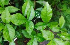 Bael Patra Benefits: સવારે ખાલી પેટ બીલીપત્ર ખાવાથી મળે છે આ ચોંકાવનારા ફાયદા, આ રીતે કરો સેવન