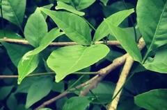 Bael Patra Benefits: સવારે ખાલી પેટ બીલીપત્ર ખાવાથી મળે છે આ ચોંકાવનારા ફાયદા, આ રીતે કરો સેવન