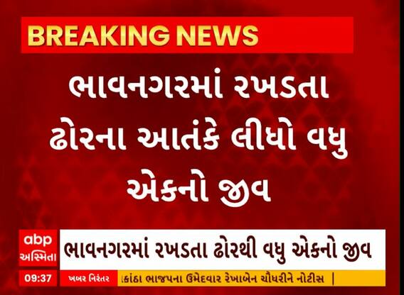 Bhavnagar News । રખડતા ઢોરના આંતકે લીધો વધુ એકનો જીવ