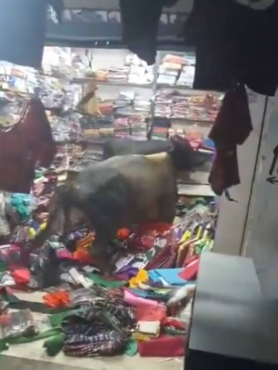 कपड़े की दुकान में भिड़े दो सांड, सब कुछ तहस-नहस