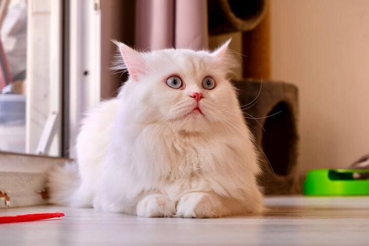 कई शहरों में पालतू जानवरों का लाइसेंस नहीं होने पर मालिक से जुर्माना लिया जाता है.