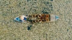 इस देश में मछलियों पर कहर बनकर टूटी गर्मी, तापमान सुन रह जाएंगे हैरान