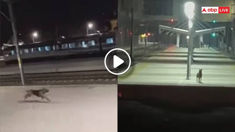 dog and human love connection video get viral on social media Viral Video: ट्रेन ड्राइवर का रोजाना स्टेशन पर इंतजार करता है ये कुत्ता, वायरल वीडियो देख भावुक हो रहे लोग...