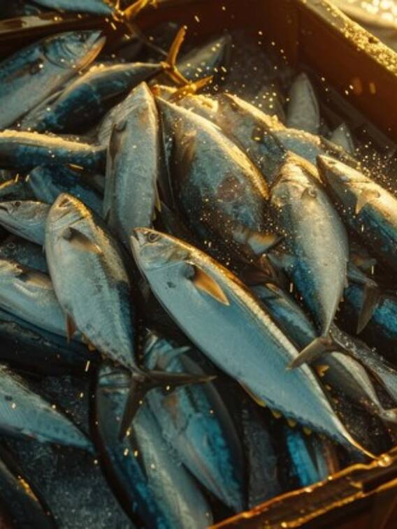 कितने बड़े प्लॉट में कर सकते हैं मछली पालन?