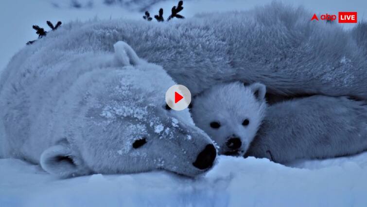 Polar Bear A female bear and her newborn were seen resting on the icy ground of the Arctic Video: आर्कटिक से सामने आया पोलर बीयर और उसके बच्चे का खूबसूरत सा वीडियो...यहां देखें