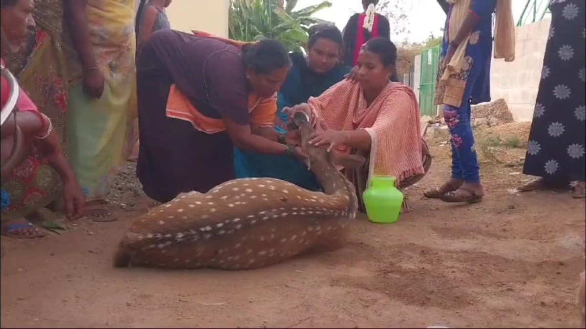 தருமபுரி: உணவு தேடி ஊருக்குள் நுழைந்த மானை துரத்தி கடித்த நாய்கள்; காப்பாற்றி வனத்துறையிடம் ஒப்படைத்த மக்கள்