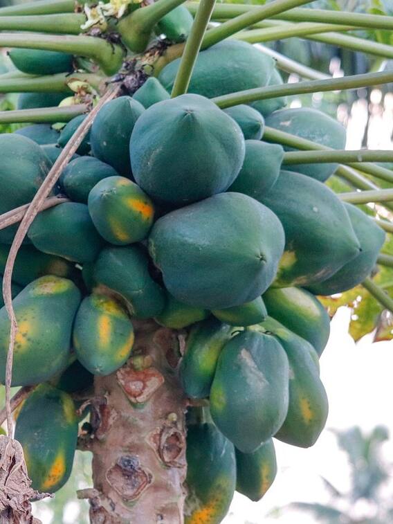 पपीते की खेती में कैसे होगी बंपर कमाई?