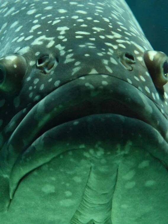 ये है दुनिया की सबसे महंगी मछली