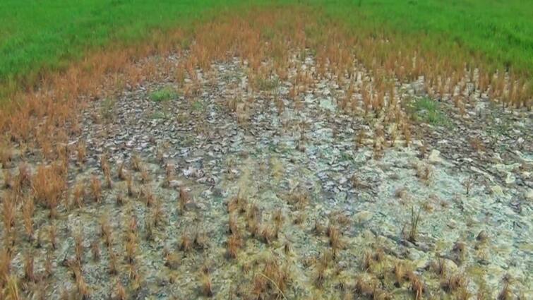 Due to frequent power outages in Usilampatti area, farmers are suffering because they are not able to water their crops Madurai: அடிக்கடி மின்தடை! வயல்களுக்கு தண்ணீர் பாய்ச்ச முடியாத சோகம் - உசிலம்பட்டியில் பரிதாபம்