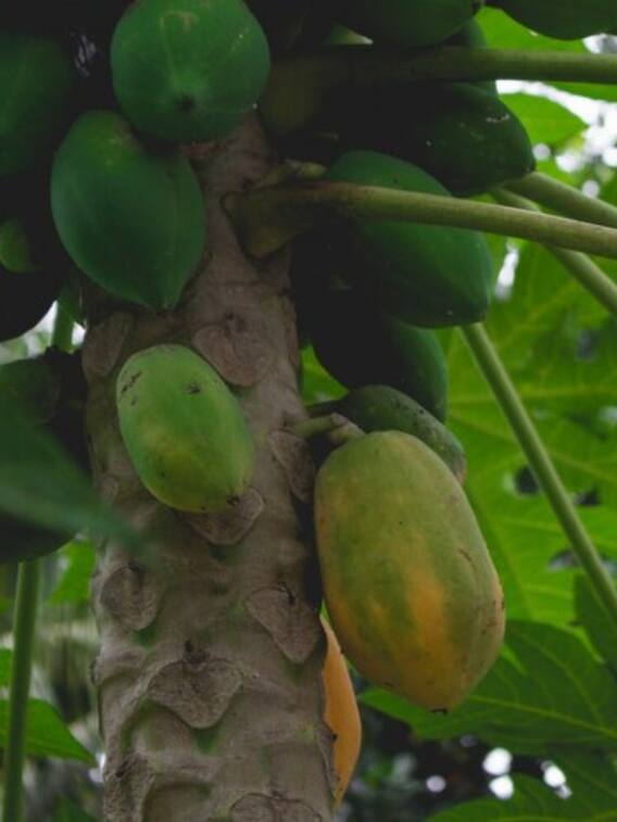 कमाई का दूसरा नाम है पपीते की खेती, ऐसे होगी 10-12 लाख की इनकम