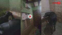 भैंसो का ऐसा तबेला देख बोले यूजर्स....हमसे अच्छी जिंदगी तो भैंसें जी रही हैं