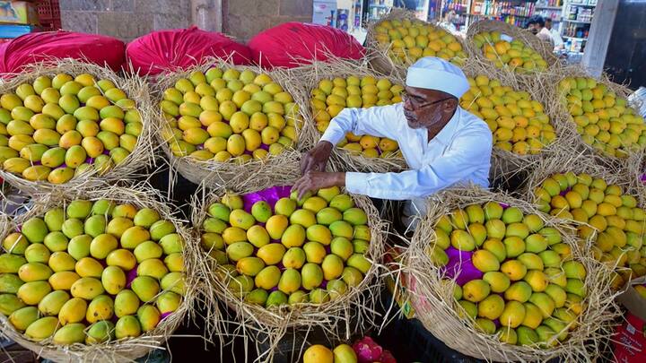 Agriculture News: ઉનાળાની ઋતુ શરૂ થતાં જ બજારમાં કેરીઓ જોવા મળી રહી છે. જે ખેડૂતો આંબાના વૃક્ષો વાવે છે તેઓ આ મહિનાઓમાં ઘણો નફો કમાય છે.