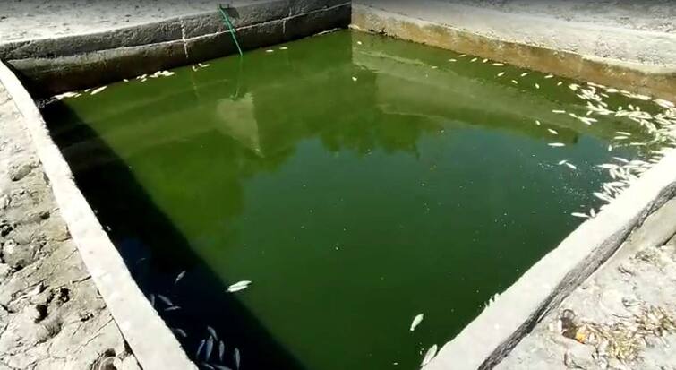 maharashtra weather news Unfortunate death of four to five quintal fish in the pond due to heat wave in Washim maharashtra marathi news Washim News : वाढत्या उष्णतेचा वन्यजीवांना फटका; तलावातील चार ते पाच क्विंटल माशांचा दुर्दैवी मृत्यू