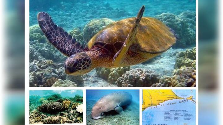 Thoothukudi news Islands in the Gulf of Mannar Biosphere Reserve are a vulnerable environment - TNN மன்னார் வளைகுடா உயிர்கோள காப்பகத்தில் தீவுகள் அழியக்கூடிய சூழல் - ஆராய்ச்சியாளர்கள் கவலை