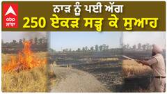 ਅੰਮ੍ਰਿਤਸਰ - ਨਾੜ ਨੂੰ ਪਈ ਅੱਗ - 250 ਏਕੜ ਸੜ੍ਹ ਕੇ ਸੁਆਹ
