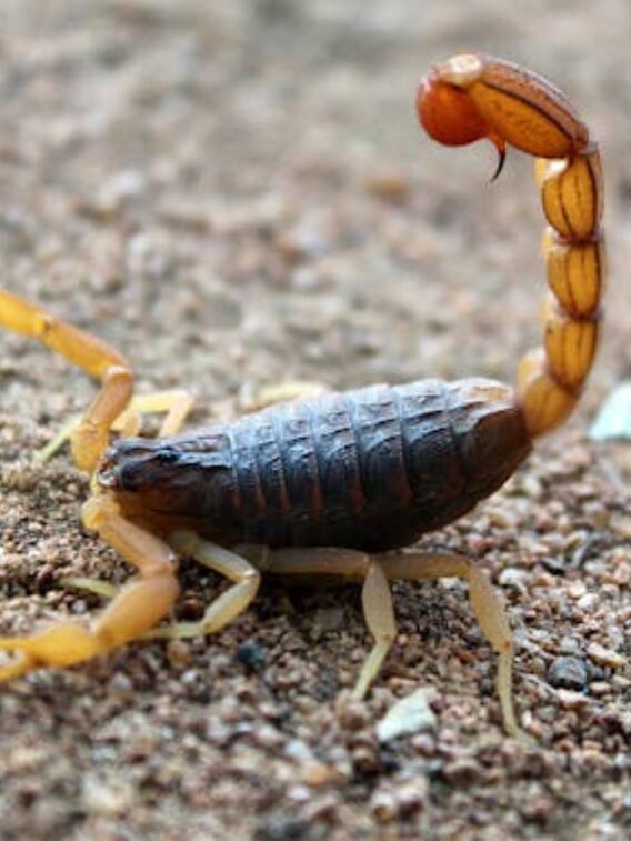 इस जीव का बिकता है सबसे महंगा जहर