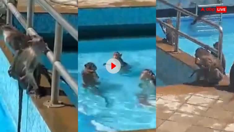 Some monkeys are seen taking a dip in a swimming pool in Mumbai during the scorching summer season Video: गर्मी का असली मजा तो ये ले रहे हैं...बंदरों को स्विमिंग पूल में चिल करते हुए देख बोले यूजर्स