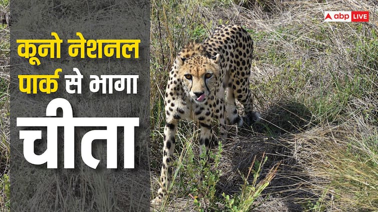 Kuno National Park Cheetah Strayed out in MP and Spotted Village in Rajasthan Karauli MP News: कूनो नेशनल पार्क से जब भटककर दूसरे राज्य में पहुंच गया चीता, जानें फिर क्या हुआ?
