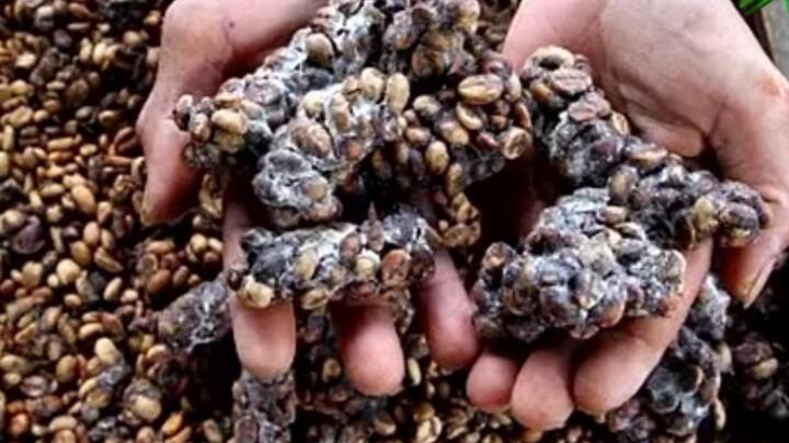 ये चाय पूरे चीन में नहीं मिलती है. ये सिर्फ चीन के फुजियान प्रांत के वुई पर्वत में पाई जाती है. यही वजह है कि ये चाय इतनी महंगी है. इसका उत्पादन बेहद कम होता है, इसलिए इसे पाने के लिए आपको महीनों पहले से डीलरों को बताना होता है.