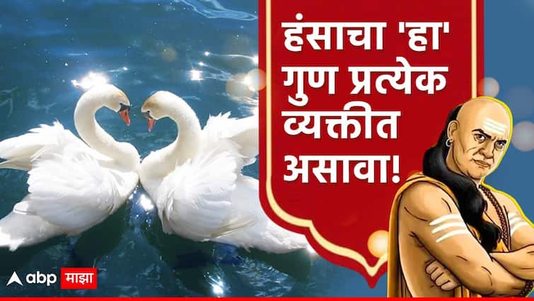 Chanakya Niti learn swan quality to get success and profit in life chanakya says marathi news Chanakya Niti : ज्या व्यक्तीत हंसाचा 'हा' गुण असतो तो प्रत्येक संकटावर मात करतो; क्षणात समस्या सोडविण्यासाठी आचार्य सांगतात...