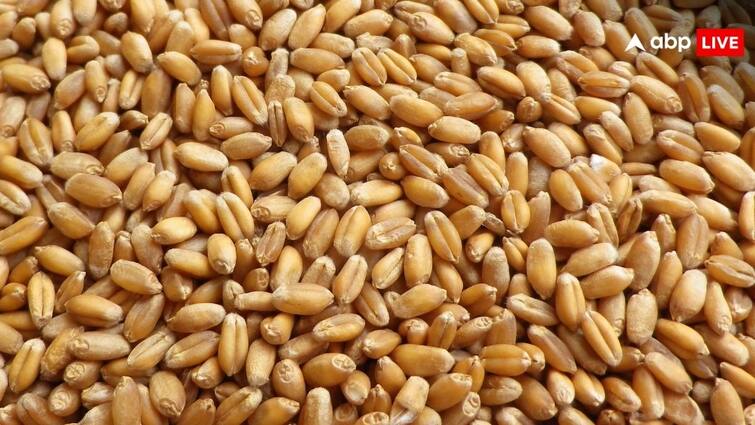 how much wheat produced this year in india at what price is it being purchased क्या है इस बार की गेहूं की पैदावार का हाल, किस दाम पर हो रही खरीद?