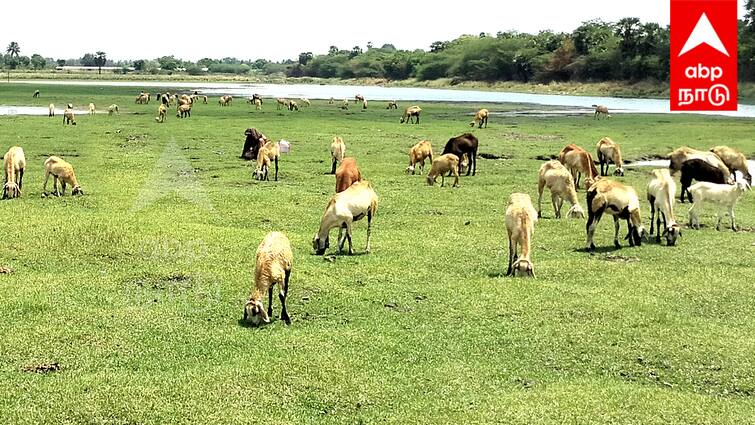 Cattle affected by scorching heat in Villupuram district சுட்டெரிக்கும் வெயில்: கால்நடைகளை பராமரிப்பது எப்படி? அறிவுரைகள் என்ன?