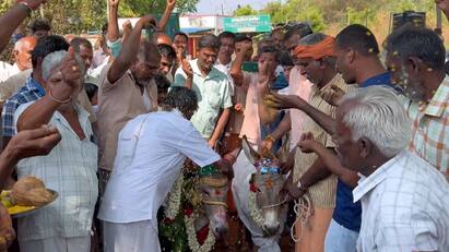 Villagers married two donkeys to pray for rain near Coimbatore கொளுத்தும் வெயில்! மழை வேண்டி கழுதைகளுக்கு திருமணம் - கோவை அருகே விநோத வழிபாடு