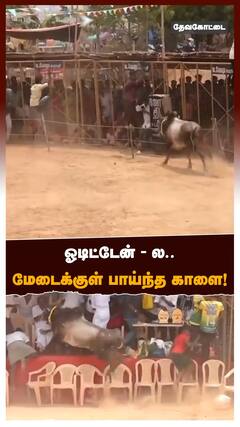 வடமாடு மஞ்சுவிரட்டு - மேடைக்குள் பாய்ந்த காளை