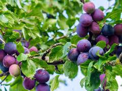 ਵਿਦੇਸ਼ ਤੋਂ ਆਏ ਇਸ ਫਲ ਦੀ ਲਗਾਤਾਰ ਵਧ ਰਹੀ ਹੈ ਮੰਗ, ਜਾਣੋ ਫਾਇਦੇ