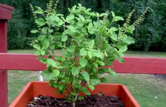 તુલસીના અનેક ફાયદા છે જેને લઇ મોટાભાગના ઘરોમાં તુલસીનો છોડ હોય છે. માન્યતા છે કે તુલસીની પૂજા કરવાથી, જળ ચઢાવવાથી અને ભગવાન વિષ્ણુને તુલસી દળ અર્પિત કરવાથી ઘરમાં સુખ સમૃદ્ધિ આવે છે અને માતા લક્ષ્મી-નારાયણની કૃપા રહે છે.