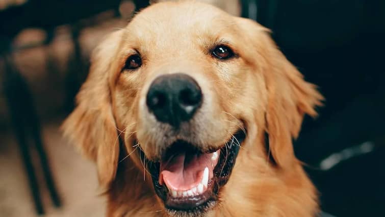 Dog Attack on Child Chennai Rules For Keeping Pet Dogs in Home Know Details நாய் பிரியர்களா நீங்கள்? ஜாக்கிரதை! வளர்க்கும் முன் இந்த ரூல்ஸை ஃபாலோ பண்ணுங்க!