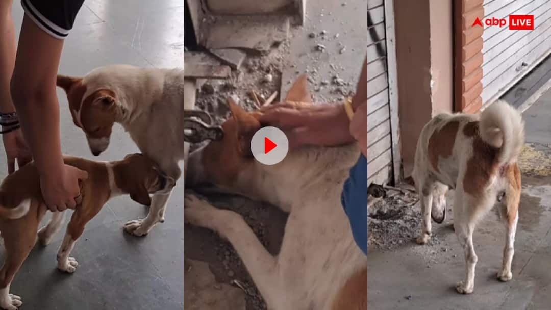 Video: दुकान में बंद कुत्ते की मां का रो रोकर हुआ बुरा हाल... जब मिले तो ऐसा था नजारा! इमोशनल कर देगा वीडियो The puppy of a female dog got stuck in a closed shop after which the bitch started crying and became miserable Video: दुकान में बंद कुत्ते की मां का रो रोकर हुआ बुरा हाल... जब मिले तो ऐसा था नजारा! इमोशनल कर देगा वीडियो