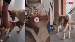 दुकान में बंद कुत्ते की मां का रो रोकर हुआ बुरा हाल... जब मिले तो ऐसा था नजारा! इमोशनल कर देगा वीडियो