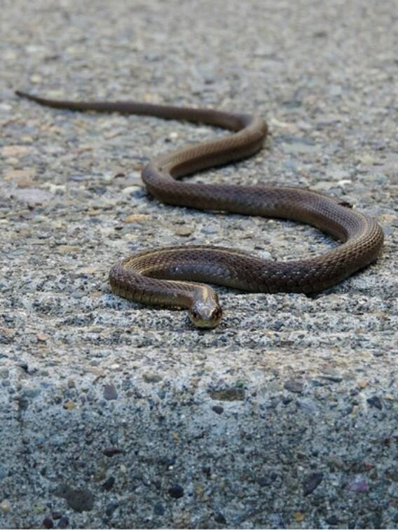 क्या सांप इंसान से तेज भाग सकता है