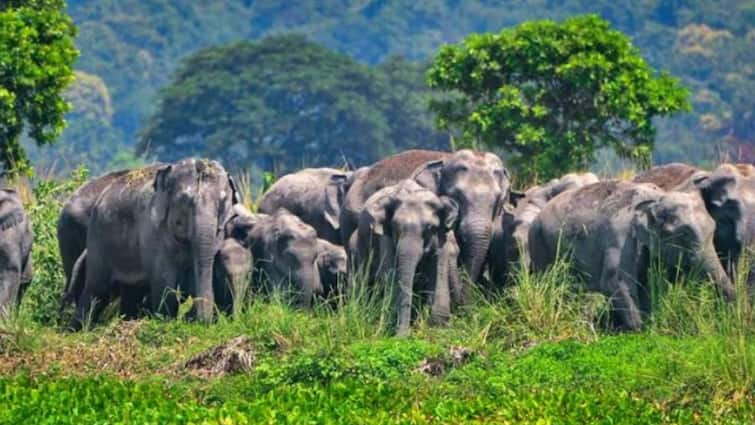 Chhattisgarh Officials Tackle Elephant Problem In Korba Ahead Of LS Elections LS Elections 2024: ఎన్నికలకు ఏనుగుల ఆటంకం, తరమలేక తల పట్టుకుంటున్న అధికారులు